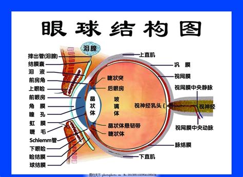 眼睛部位圖|眼睛的構造結構名稱詳細說明